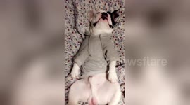 French bulldog kicks back and relaxes