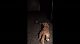 Adorable dog thinks this flower pot is absolutely terrifying