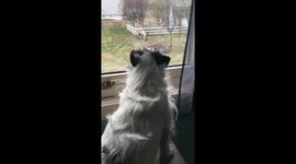 Reindeer in the back yard