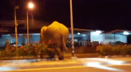 Hormone-crazed wild elephant sparks panic after stomping along motorway