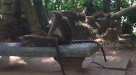 Monkeys at peradeniya Srilanka