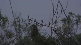 Angry birds at bed time, squabbling over sleeping space.