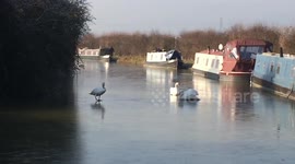 Swans struggle to walk on ice