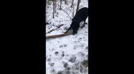 Dog thinks tree trunk is a stick