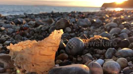 Beach dog walk at sunset