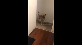 Michael Myer doggo. (Nala was not hurt in the filming, she somehow got a knive off the counter and came to show me. Got it safely out of her mouth after this!)