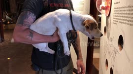 Dog tries to copy howl of prehistoric wolf