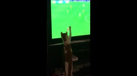 Kitten tapping football players on the TV