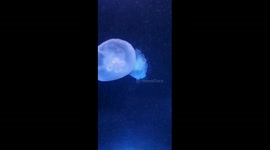 Jellyfish 5