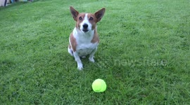A cute jack russel terrier tries to sing, however he suffers from a bad cough.