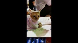Adorable cat joins in with worshippers at Buddhist temple praying for good luck