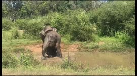 Two Elephants Having Fun and Sharing Love in River