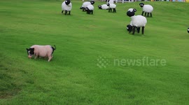 Odd one out, one of these sheep looks different.