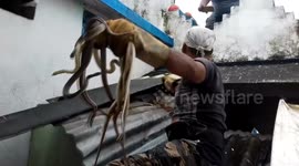Astonishing moment Indian rescuer finds 20 snakes wedged under tin roof
