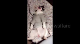 French bulldog kicks back and relaxes