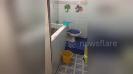 Man goes to the toilet and finds giant monitor lizard in the water tank