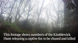 Shocking footage captures hunters dragging fox out of hole to be hunted by hounds