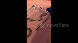 This snake doesn’t understand the concept of glass