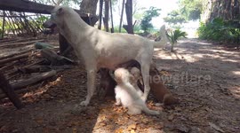 Breastfeeding puppies