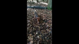 Dachshund puppy playing in autumn leaves.