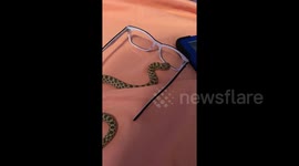 This snake doesn’t understand the concept of glass