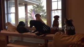 Five Labradors and Labradorkie can tell time