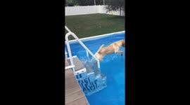 Odie the Yorkie has trouble docking