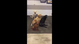 Five patient labs wait for Labradorkie to settle down for treats