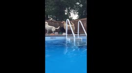 Labrador rainbow plus Labradorkie swimming