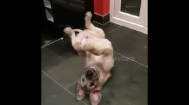 What do you reckon to my dance moves @dog_rates @dog_feelings @TheGoatropers https://t.co/GvgLPPnzVg