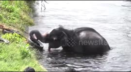 Locals use makeshift rope ladder to save elephant trapped in Sri Lanka canal