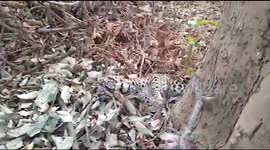 Indian villagers taunt, pose for selfies with wounded leopard