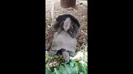 Funny noisy turtles having fun.