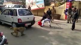 Inconsolable mom mourns death of baby monkey hit by car, fellow primates joins to protect the 'body'