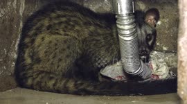 Civet rescued from kitchen in India