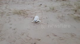 Cute little seal pup abandoned on beach by it's mum :-(