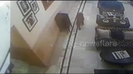 Leopard stalks hotel lobby at famous hill station in north India
