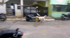 Trained golden retriever brings home milk from the store for his owner