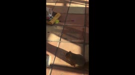 Cat and his Pet Squirrels