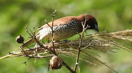 Scaly Breasted Munia