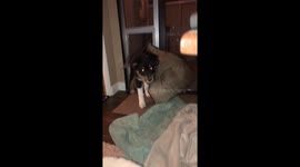 Determined pup drags his bed through doggy door