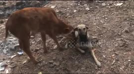 Dog feeds and cares for calf whose mother falls sick (longer video)
