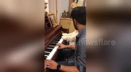 Musical pup learns how to play the piano