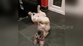 Newsflare Edit - What do you reckon to my dance moves @dog_rates @dog_feelings @TheGoatropers https://t.co/GvgLPPnzVg