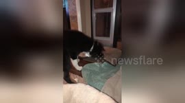 Determined pup drags his bed through doggy door