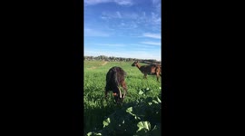 Funny Goat Munching on Grass