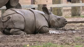 This baby rhino loves a good roll in the mud