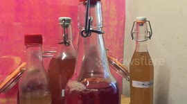 Popping the lid on home-brewed fermented superfood Kombucha