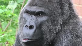 Gorillas Don't Like The Rain As They Run For Cover