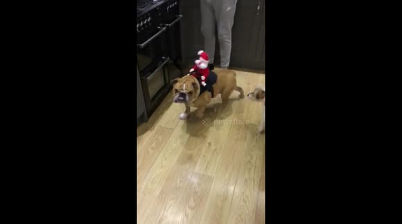 British Bull Dog 'Jose' with Santa riding on his back